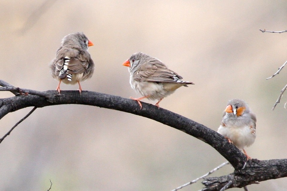 Zebra Finch (Taeniopygia guttata)